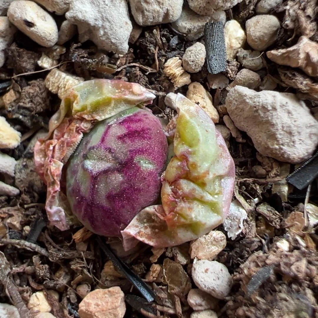 超级661多肉多肉