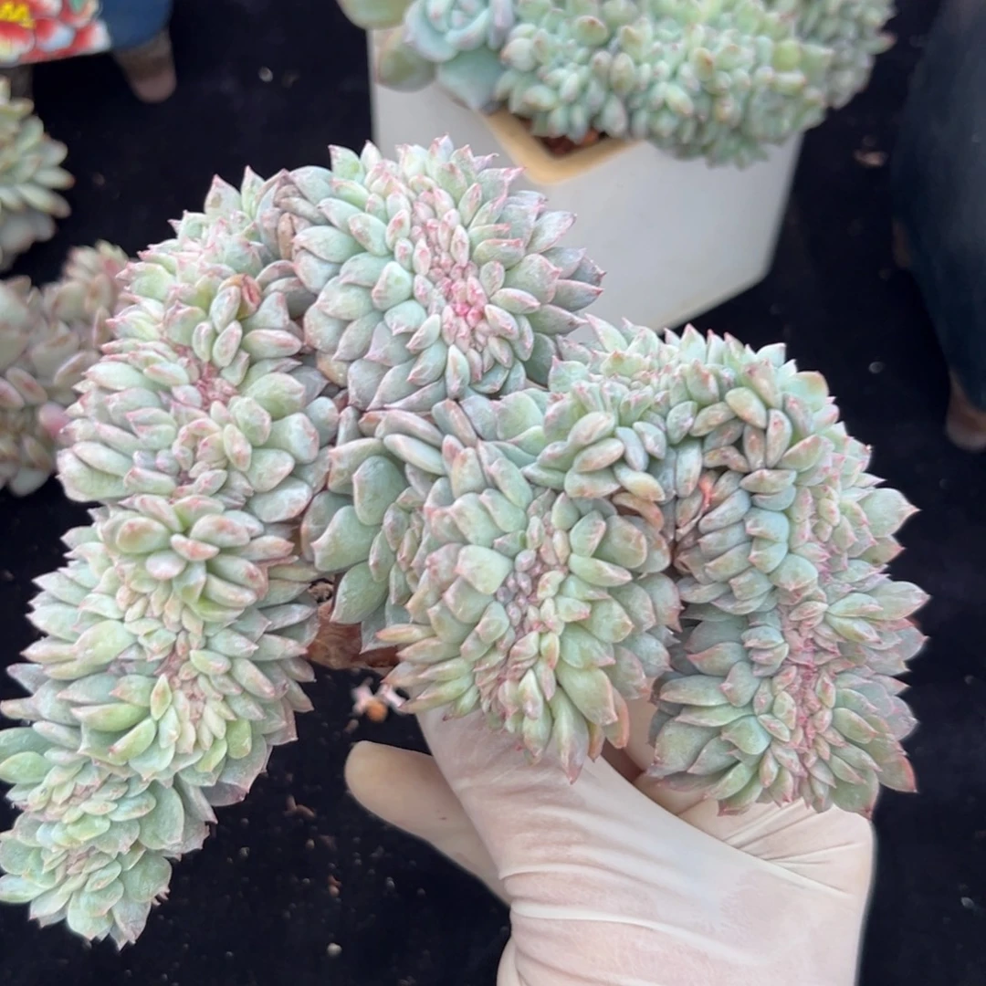 新年快乐 新年快乐