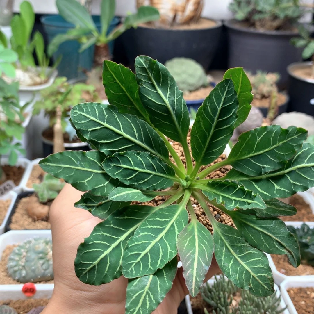 实生鱼骨大戟带盆