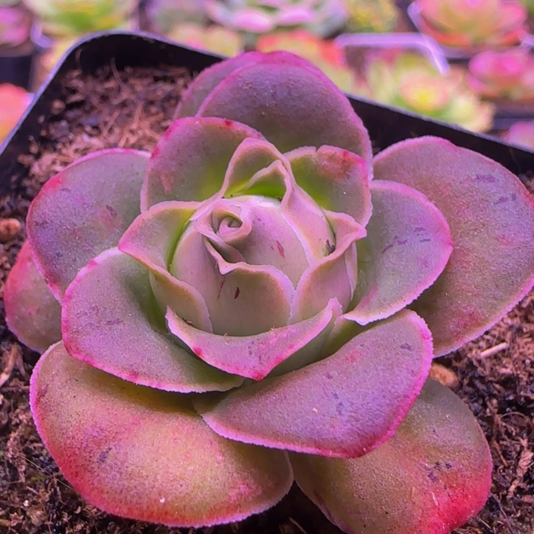 福利134246767575757572467