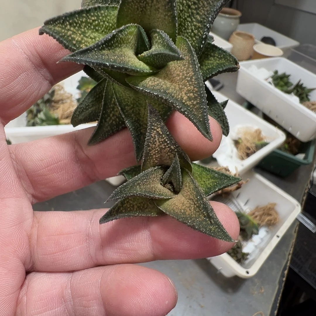 多肉植物专拍植物不退换 一物一拍 097