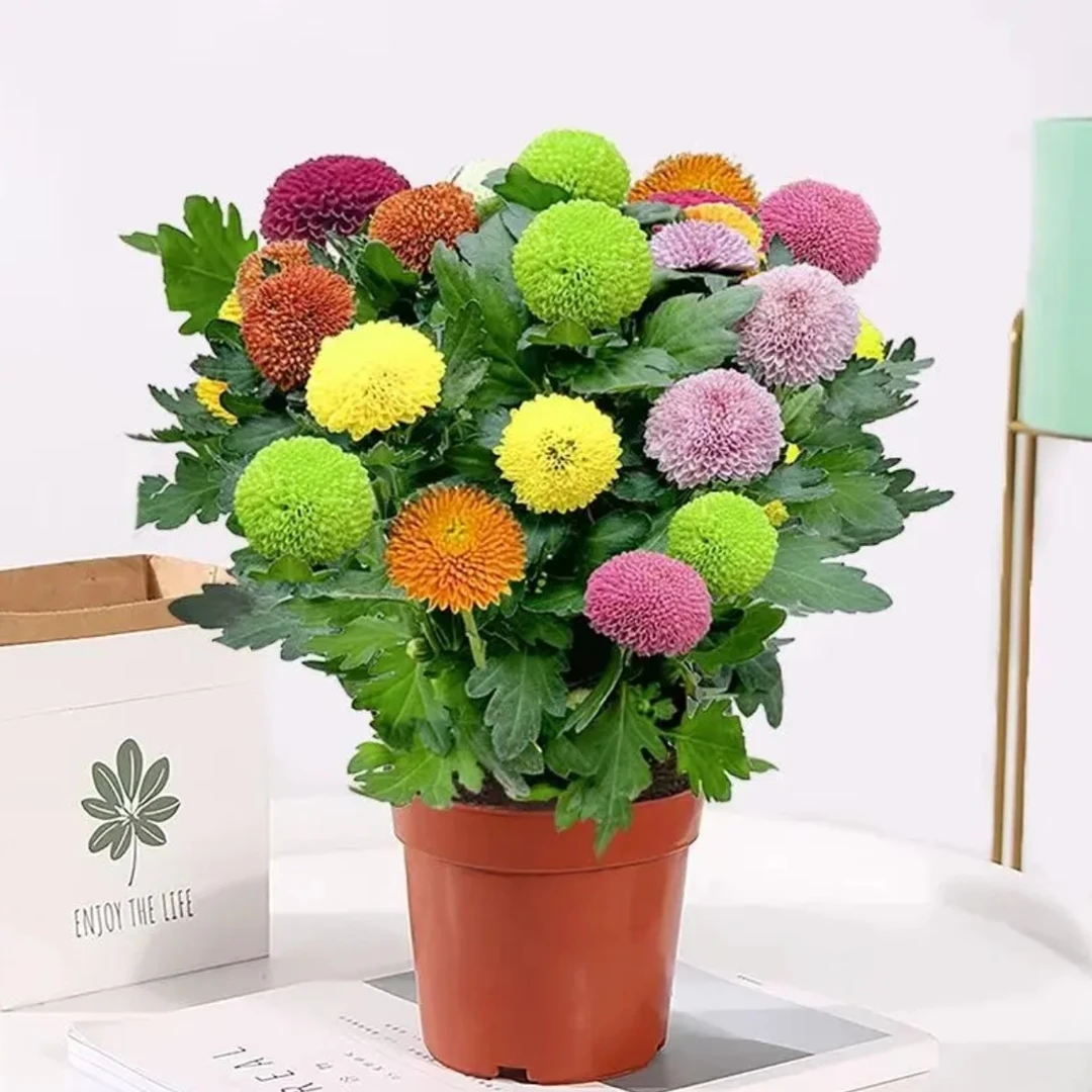 多彩乒乓菊4—6个颜色室内客厅吸甲醛净化空气
