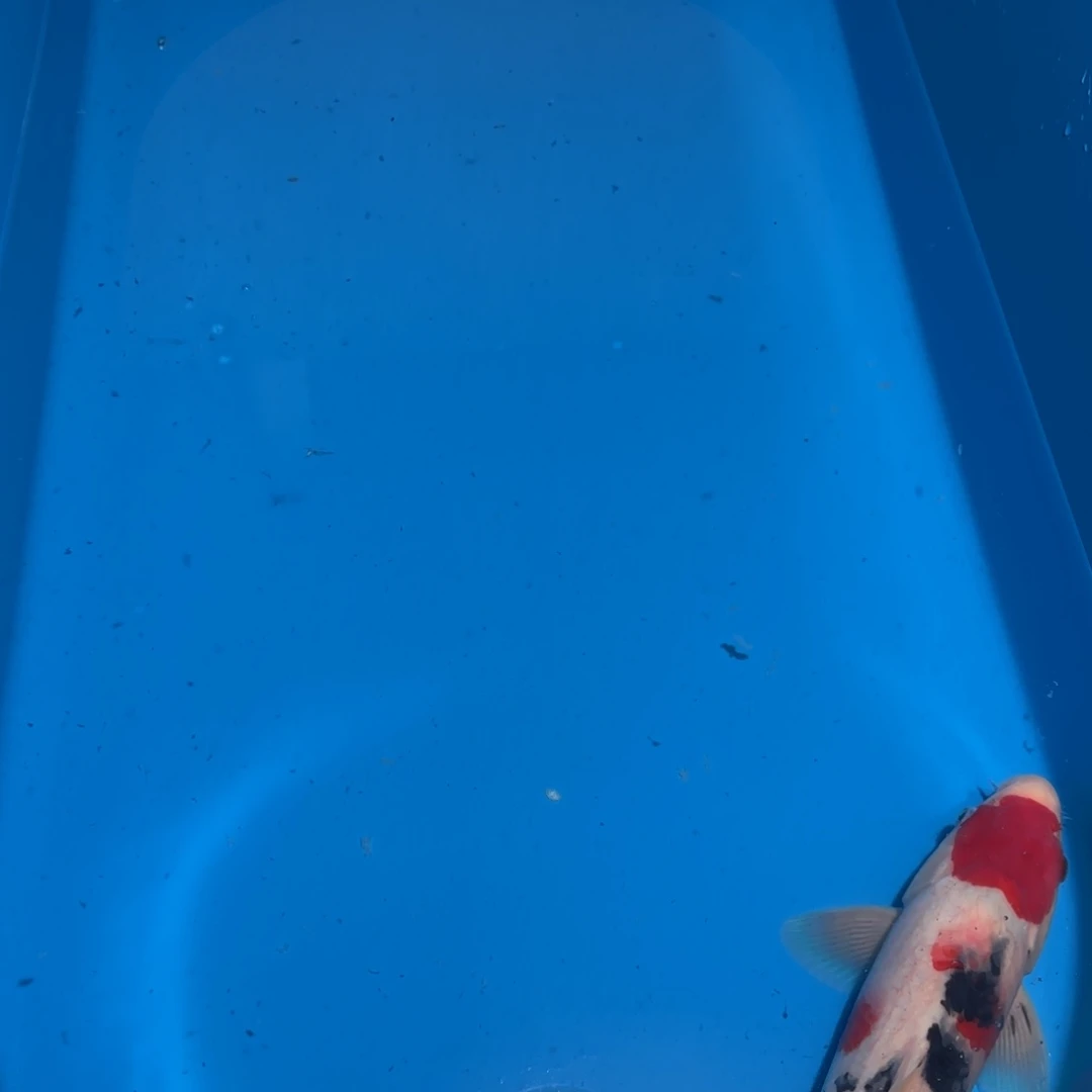 鲤科类公母搭配10-70不支持退换