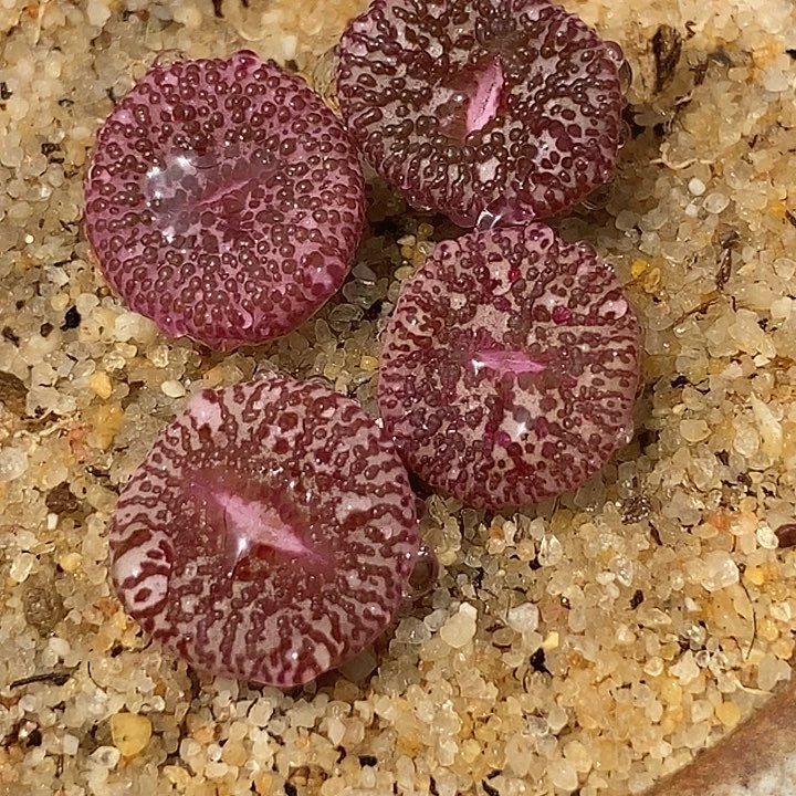 15565霓虹ckf-2杂交一颗