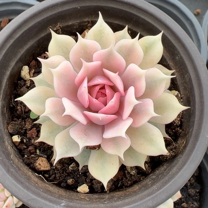 粉蝶福利锦一物一拍锦龙