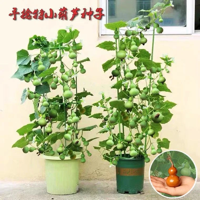 盆栽特小葫芦种子手捻葫芦种子阳台观赏文玩金色葫芦四季播小葫芦