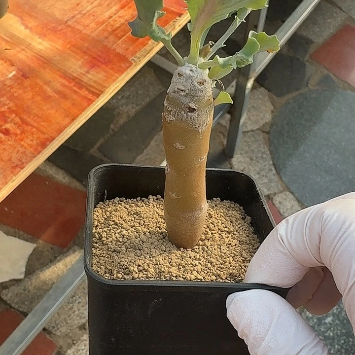 雪露厚墩菊234652