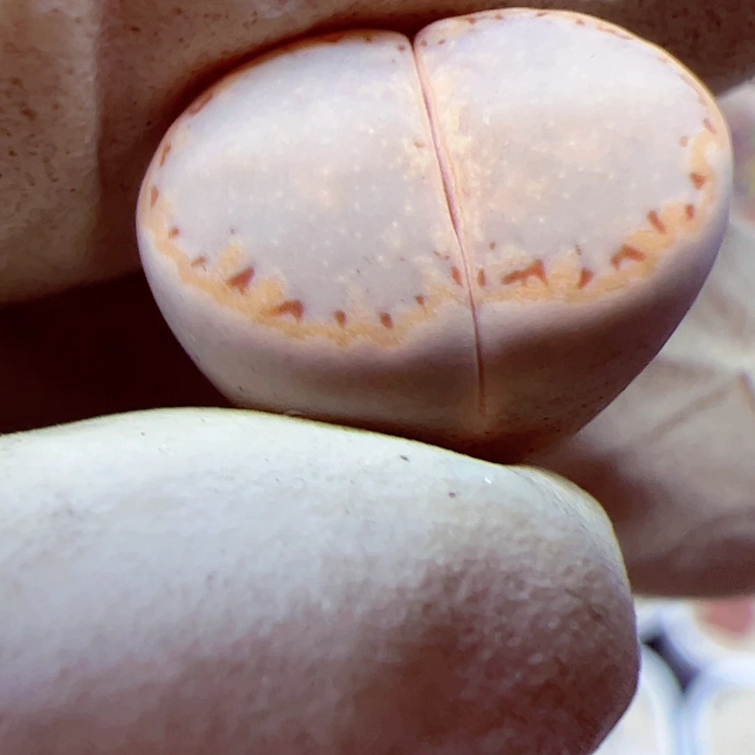 115 优秀的肉肉85