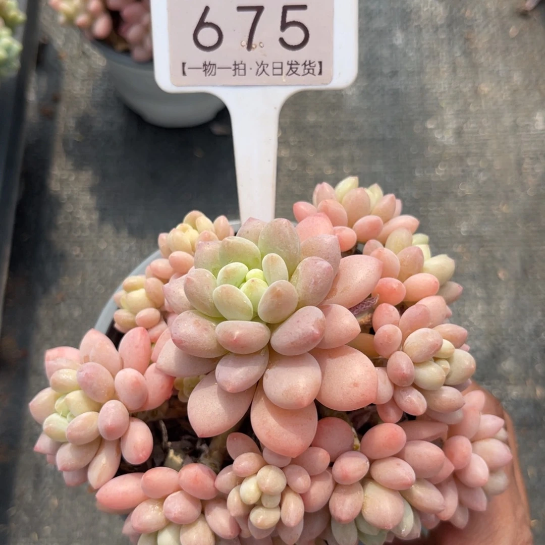 云尘多肉一物一拍675