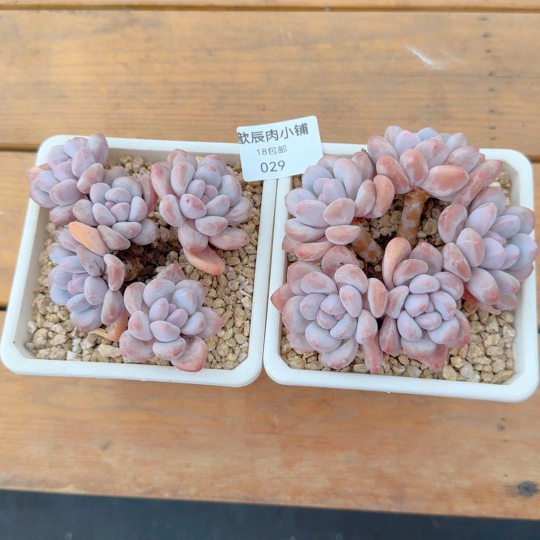 多肉植物香水5头老桩029量拍一颗