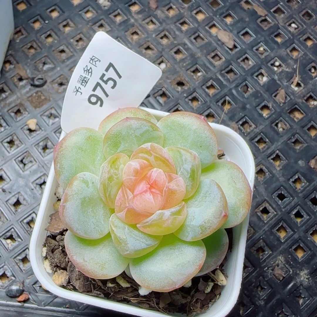嘟嘟粉，9757多肉植物