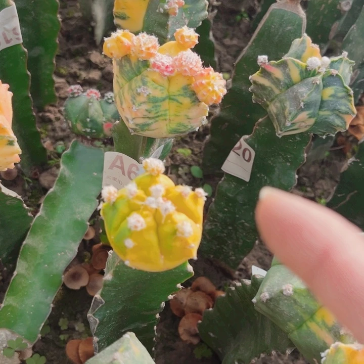 四棱鸾凤玉三角嫁接