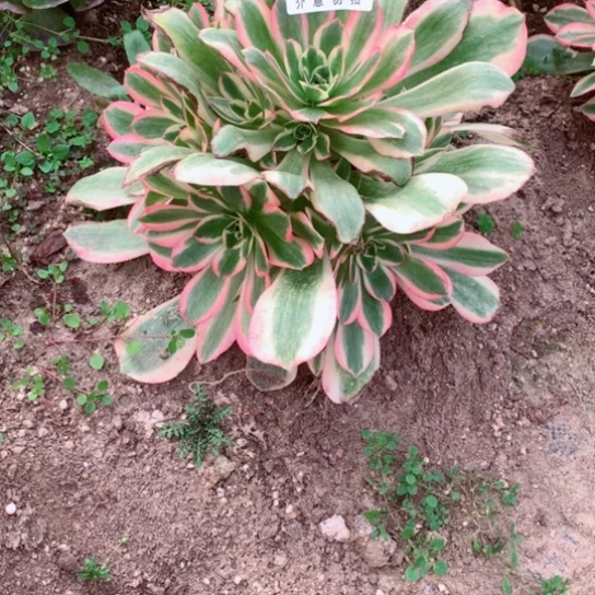 多肉植物妖月595