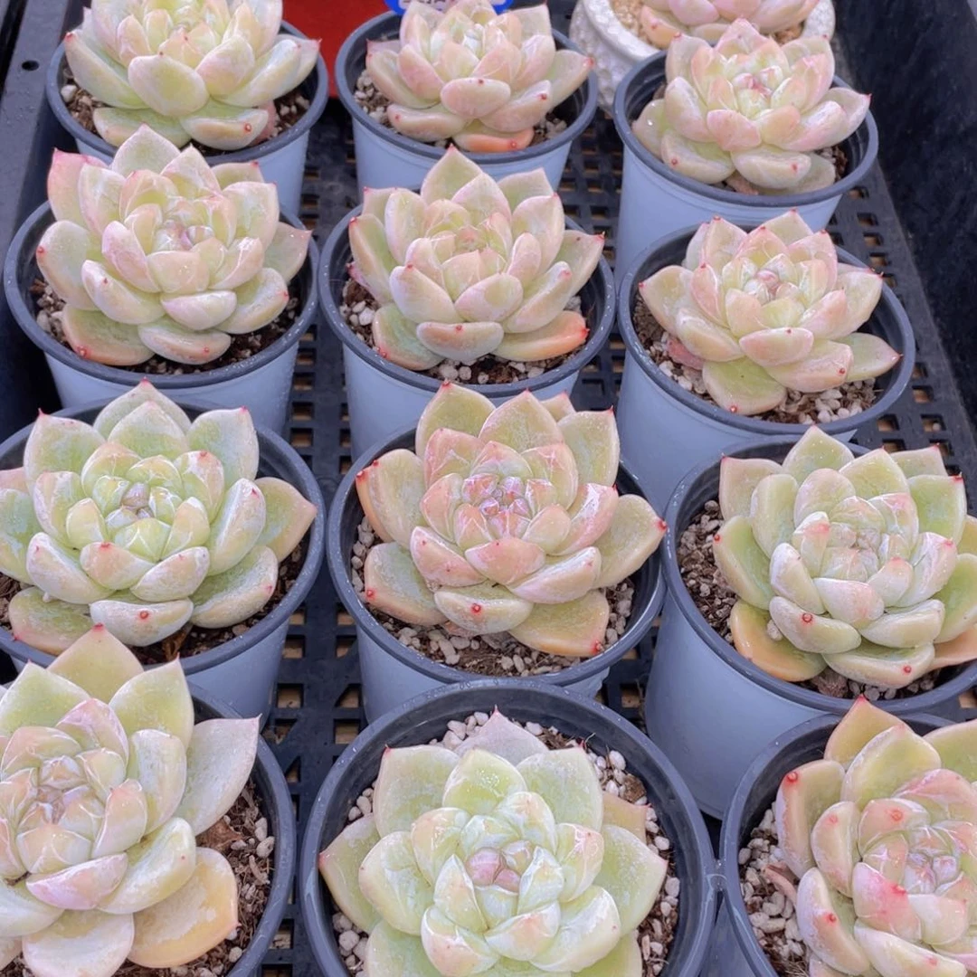 量拍90号 白泽母本大单头一个