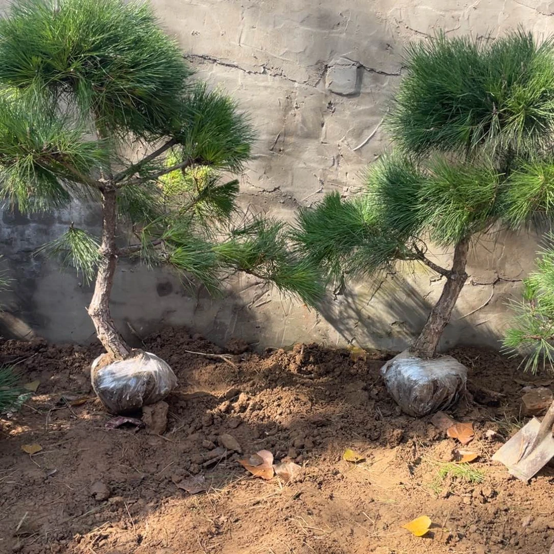 无花朵黑松和小白等都在其中加入一些植物