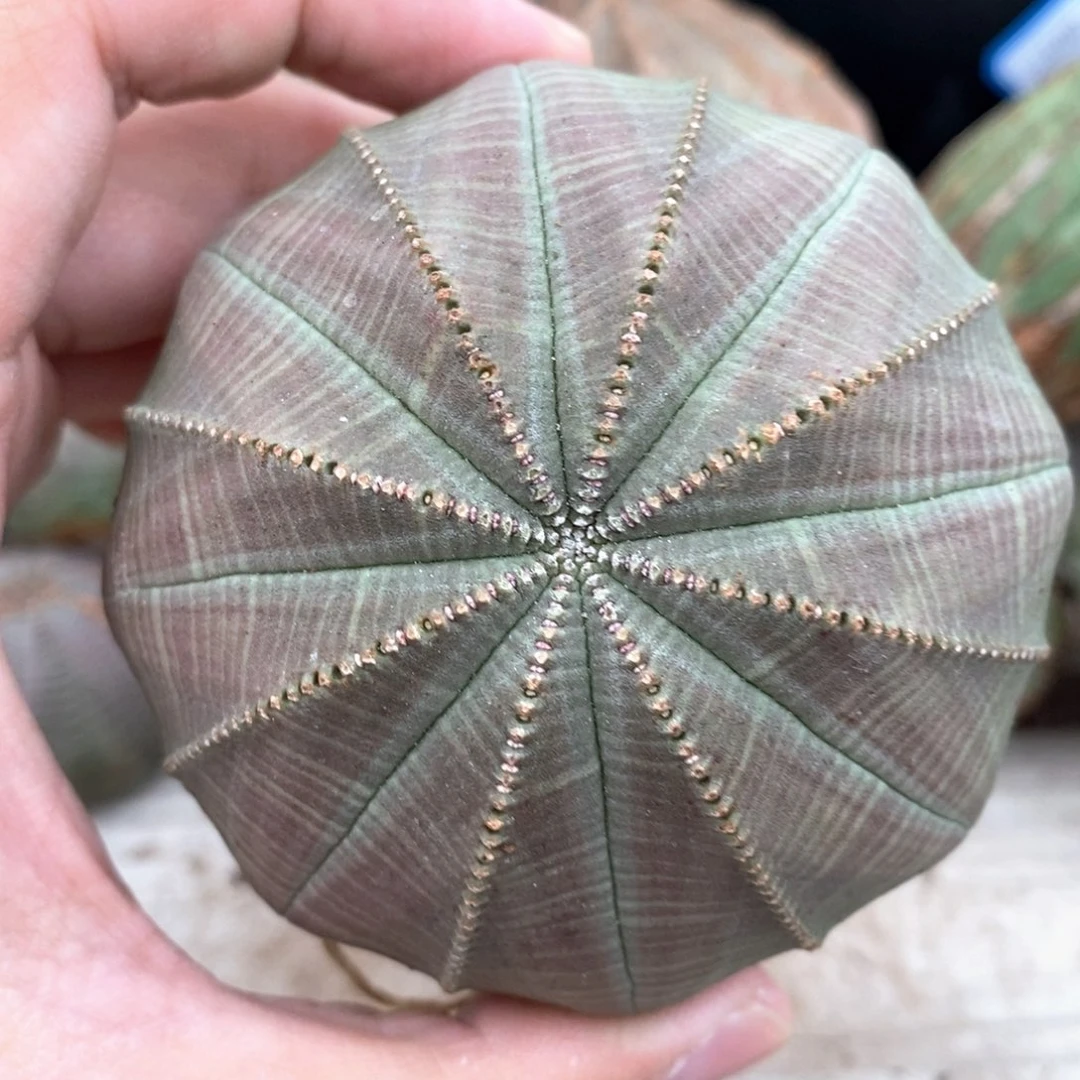 10欧系实生布纹球多肉植物