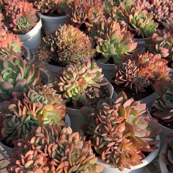 新疆包邮 绮罗群