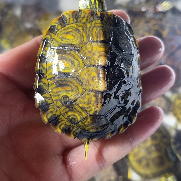 不分公母宠物龟黄耳