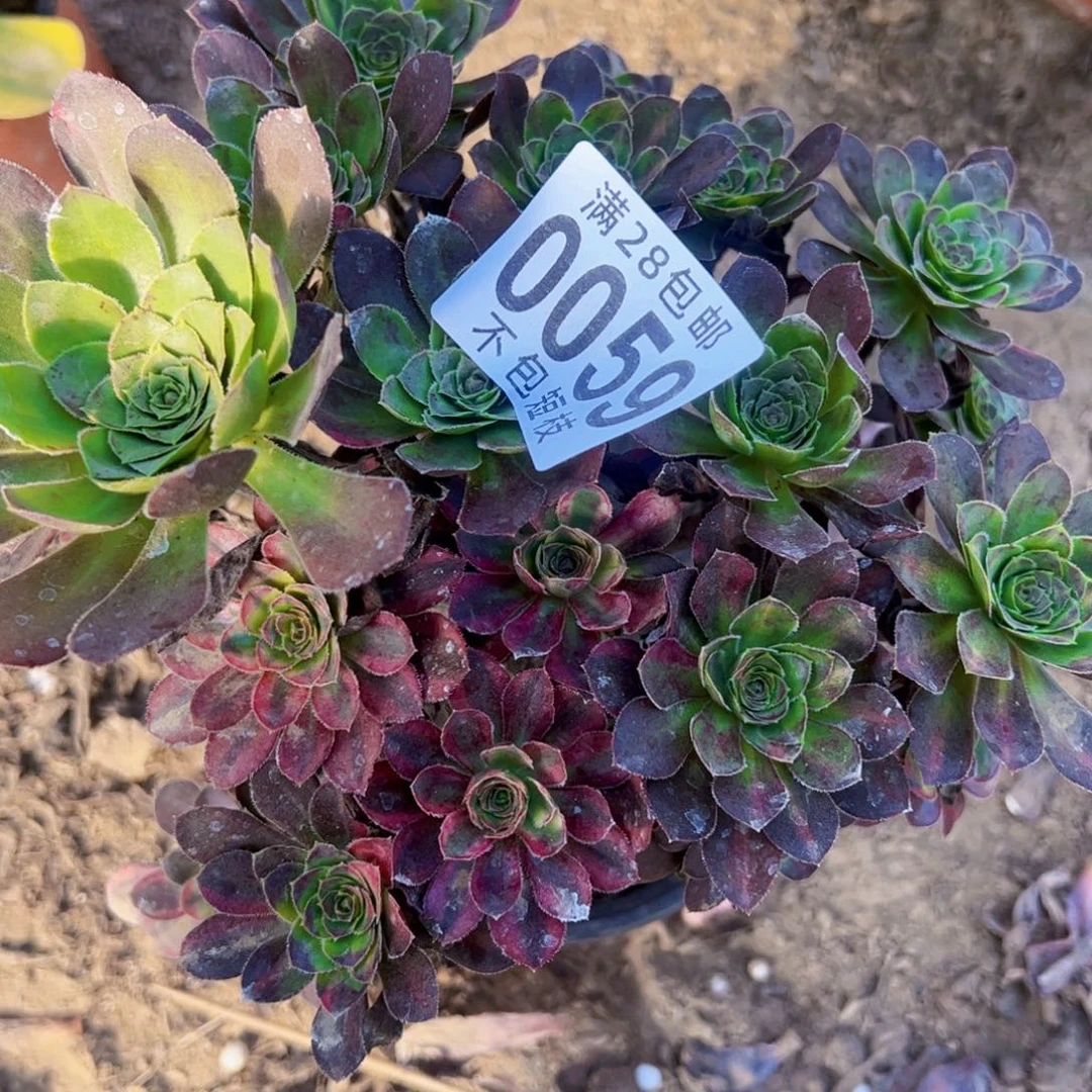 爱马仕中班多肉植物0059