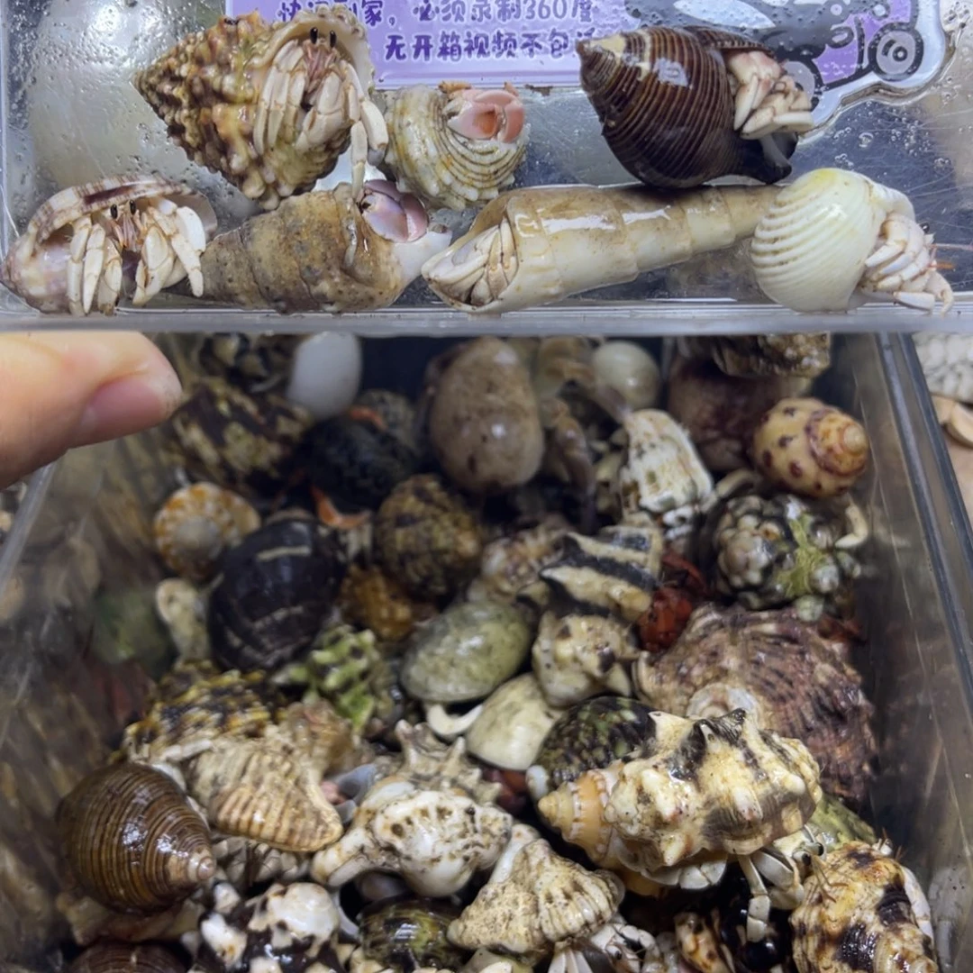 马鲁古岛灰白寄居蟹包活到家