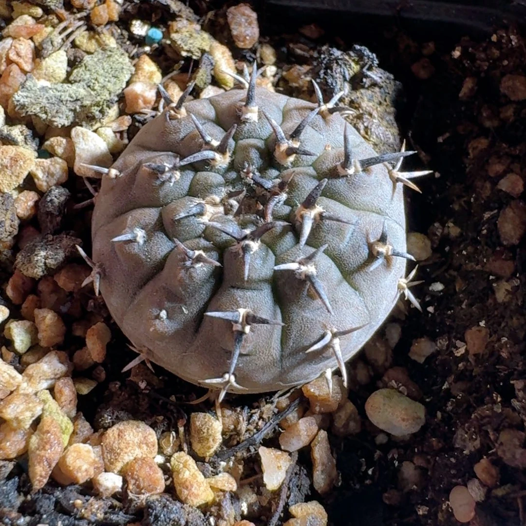 687黑刺凤头脱土发货