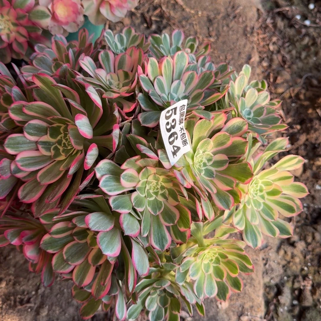 法师丘比特5364 20-31