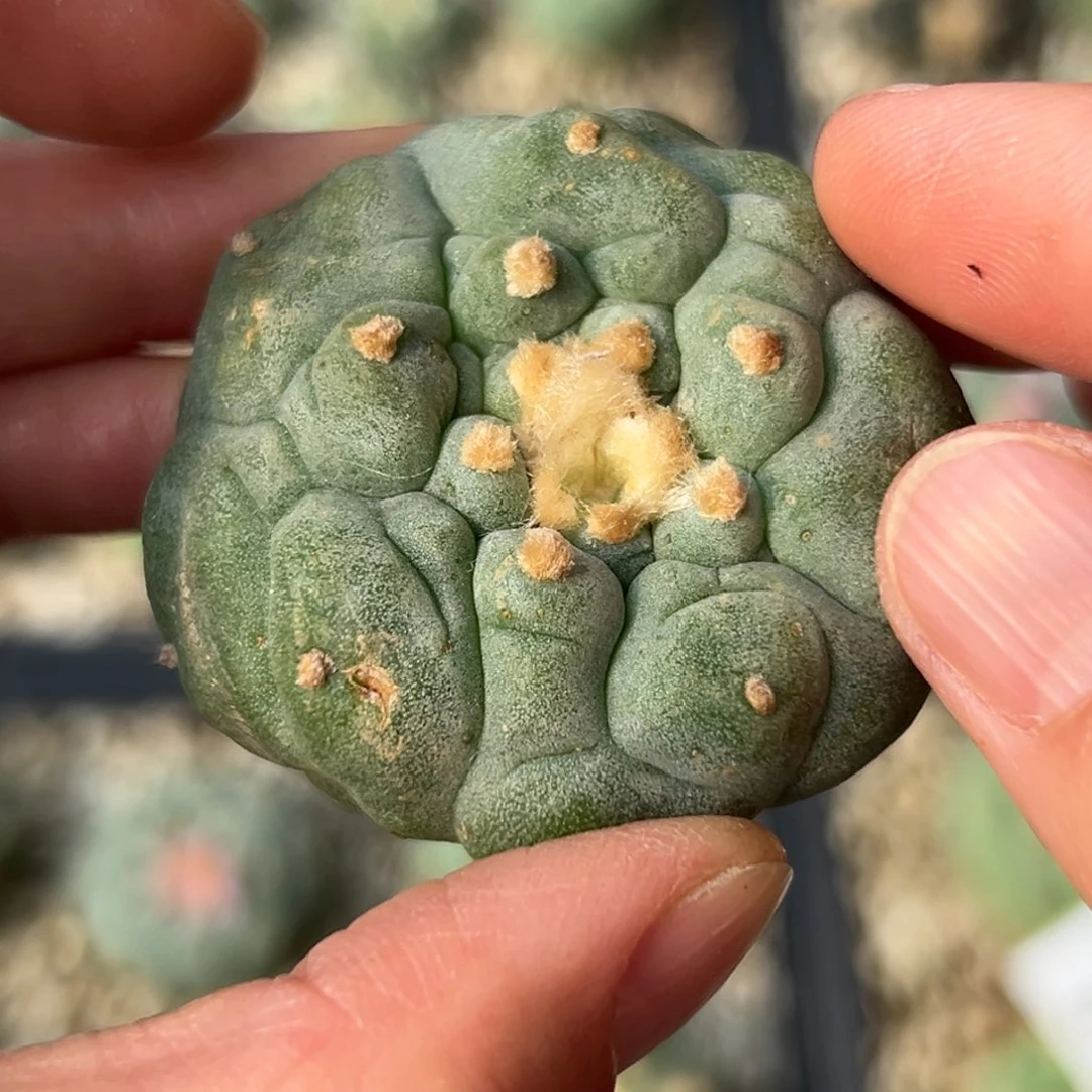 95 根点 仙人球的故事