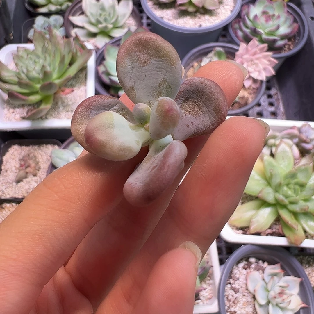 桃蛋锦头盖多肉植物