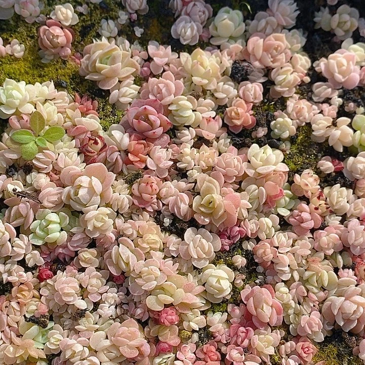 51 多肉植物盆栽花卉植物