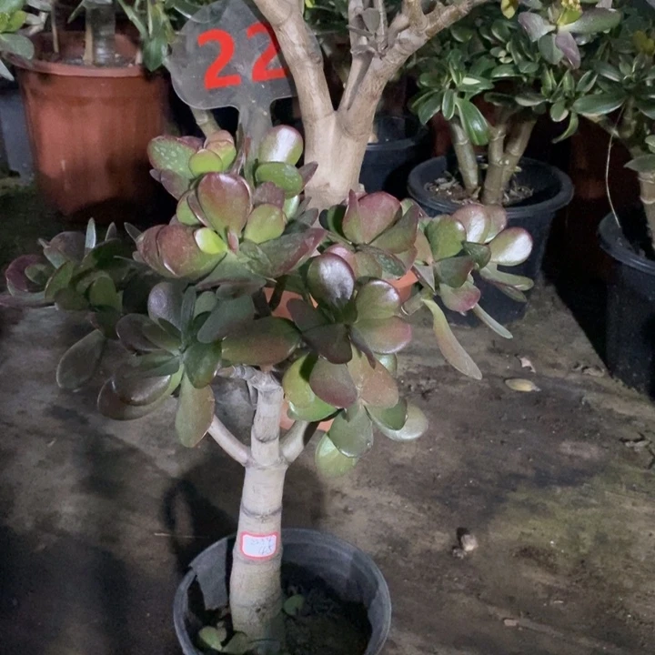 花***圆红叶玉树一物一拍