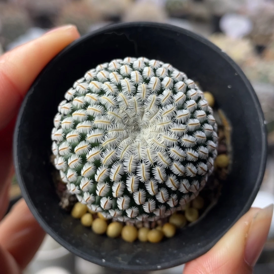 白斜子        实生根