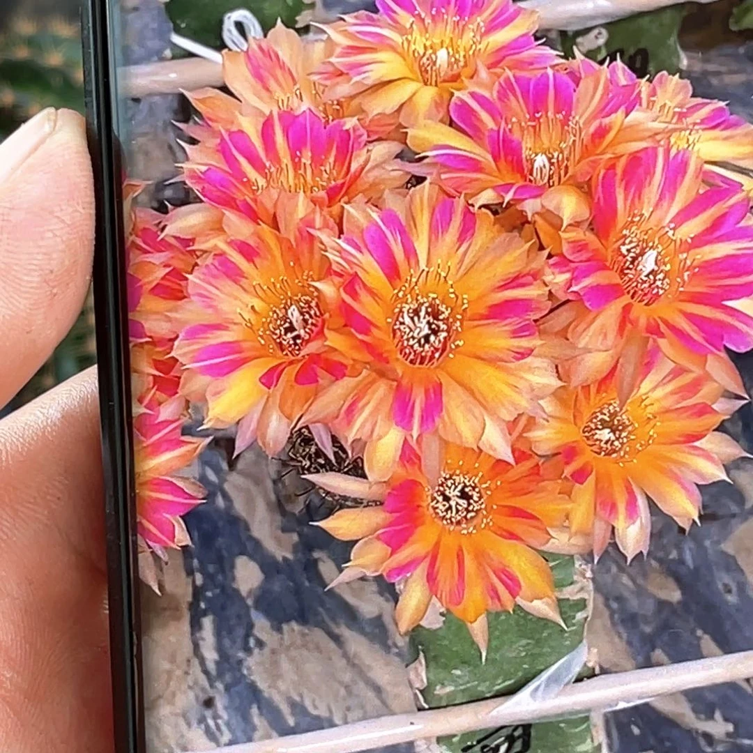 丽 花蝴蝶侧芽 歪 满20包邮4公分