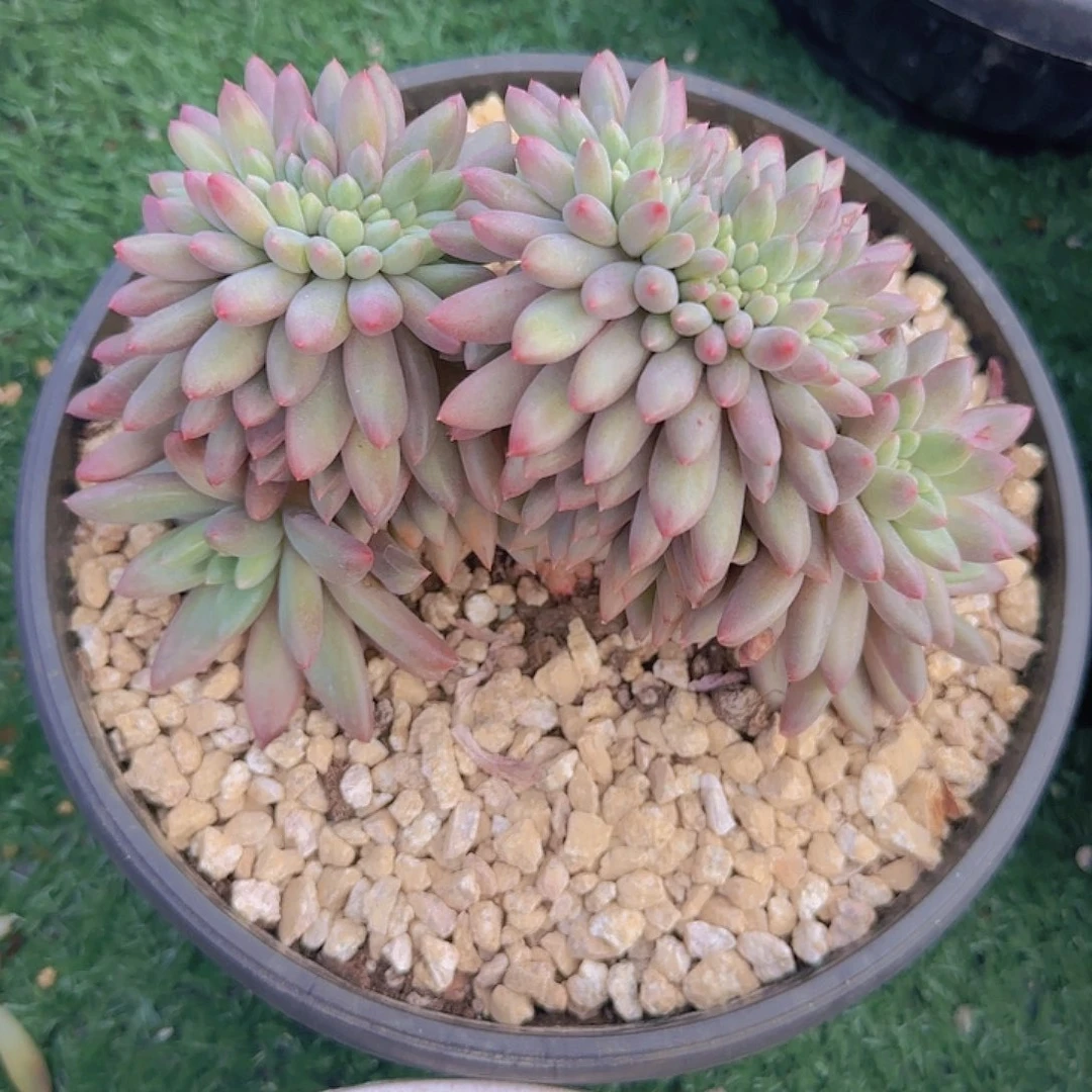 锦***花08-69红蜻蜓缀化