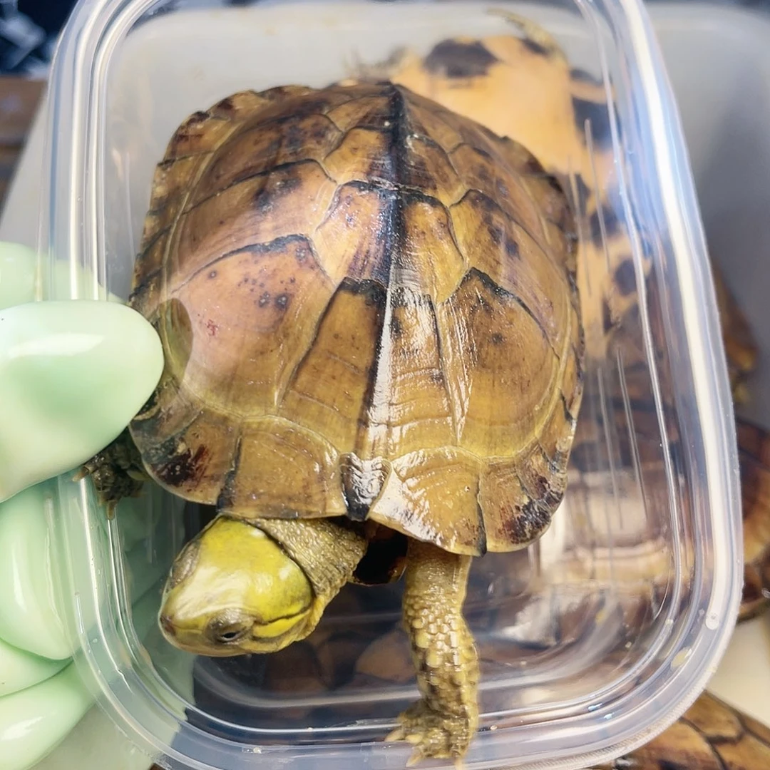 一***三绿毛龟公小青一个一个