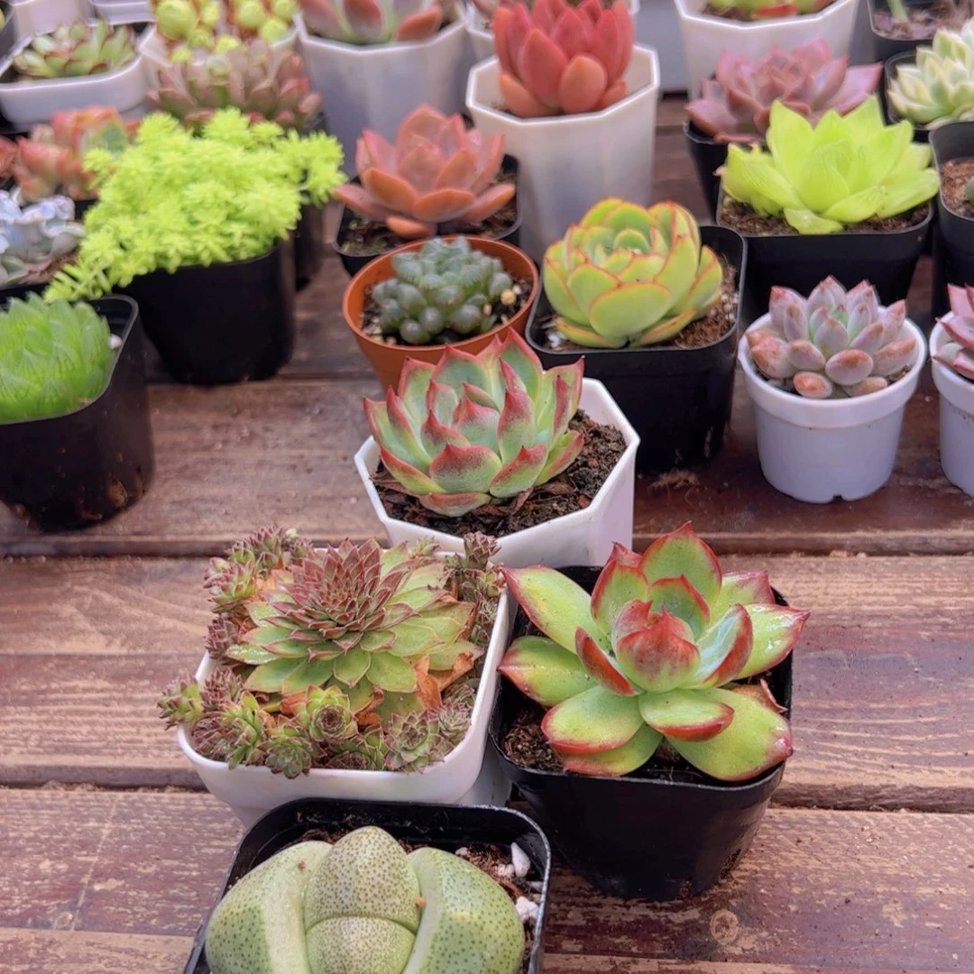 吉娃娃➕惊鸿➕红钻➕元宝