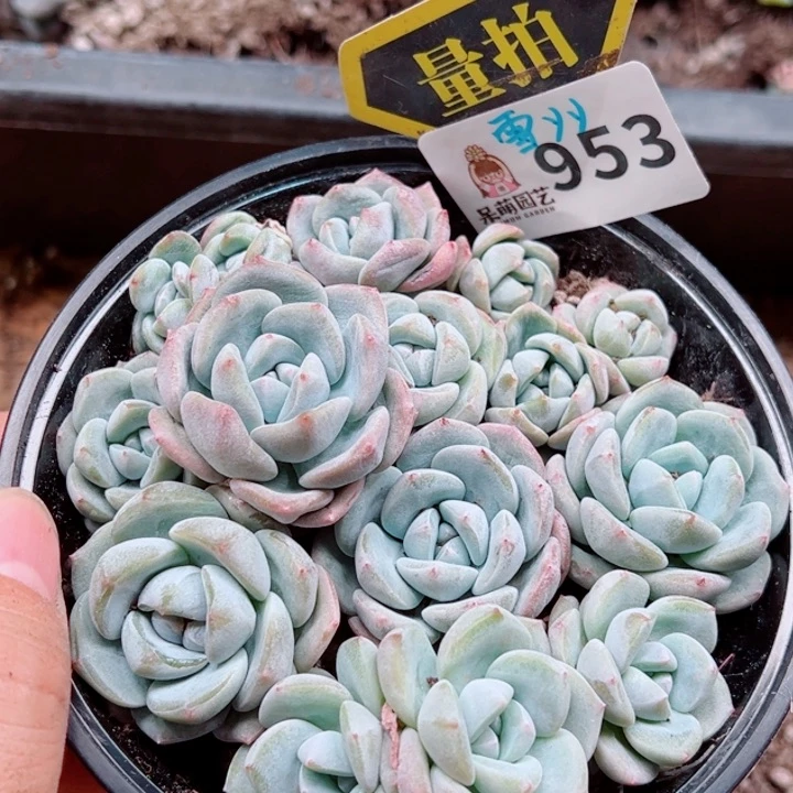 多肉植物多肉植物