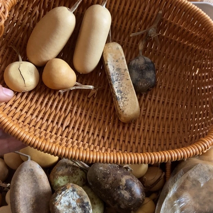 ****o凉拌凉拌凉拌葫芦