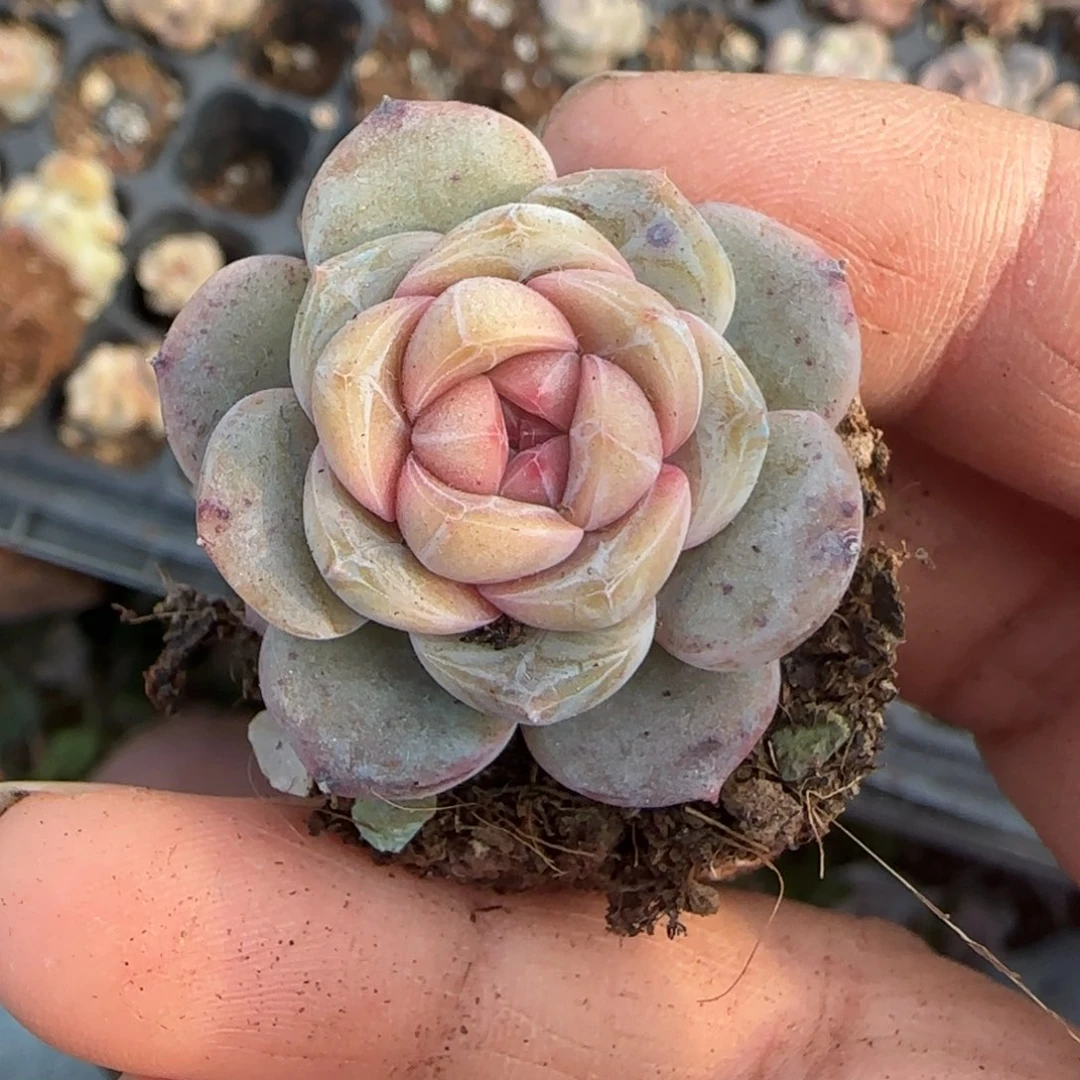 多肉小卡拉米糖心一物一拍