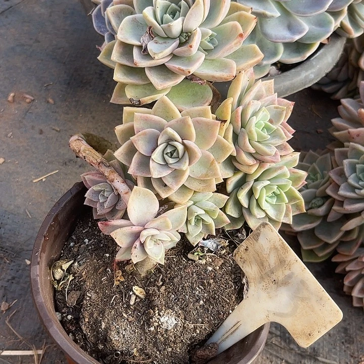 两单包邮，一物一拍113哈利