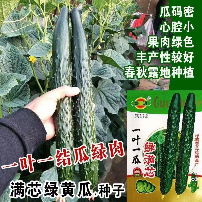 【绿满心绿瓤水黄瓜种子】四季种植盆栽地栽阳台小院种植