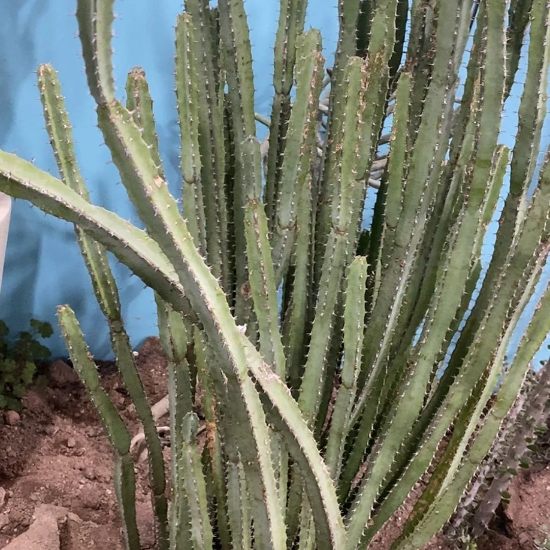 现剪枝条。  高度20-30公分。