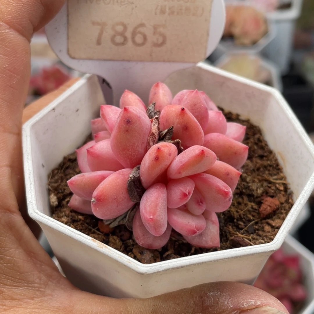 林依晨7865-5.0厘米