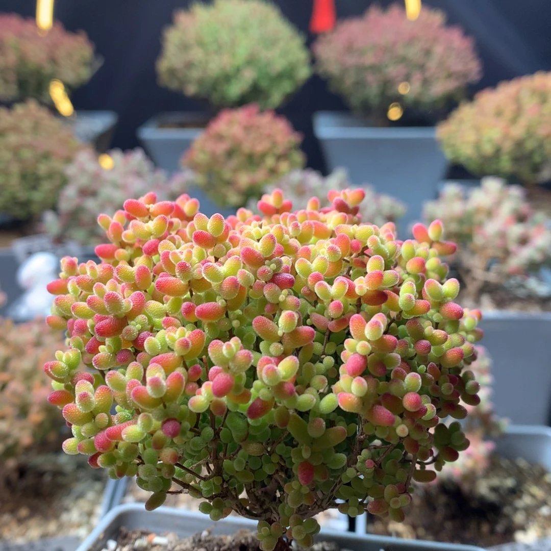 B216蜜橘枝干番杏