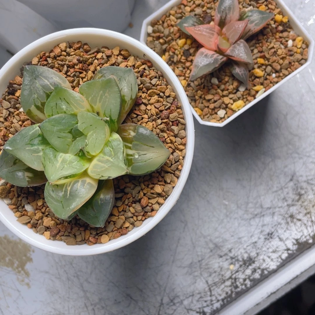 R***.十二卷酒吞➕莫迪卡寿锦。