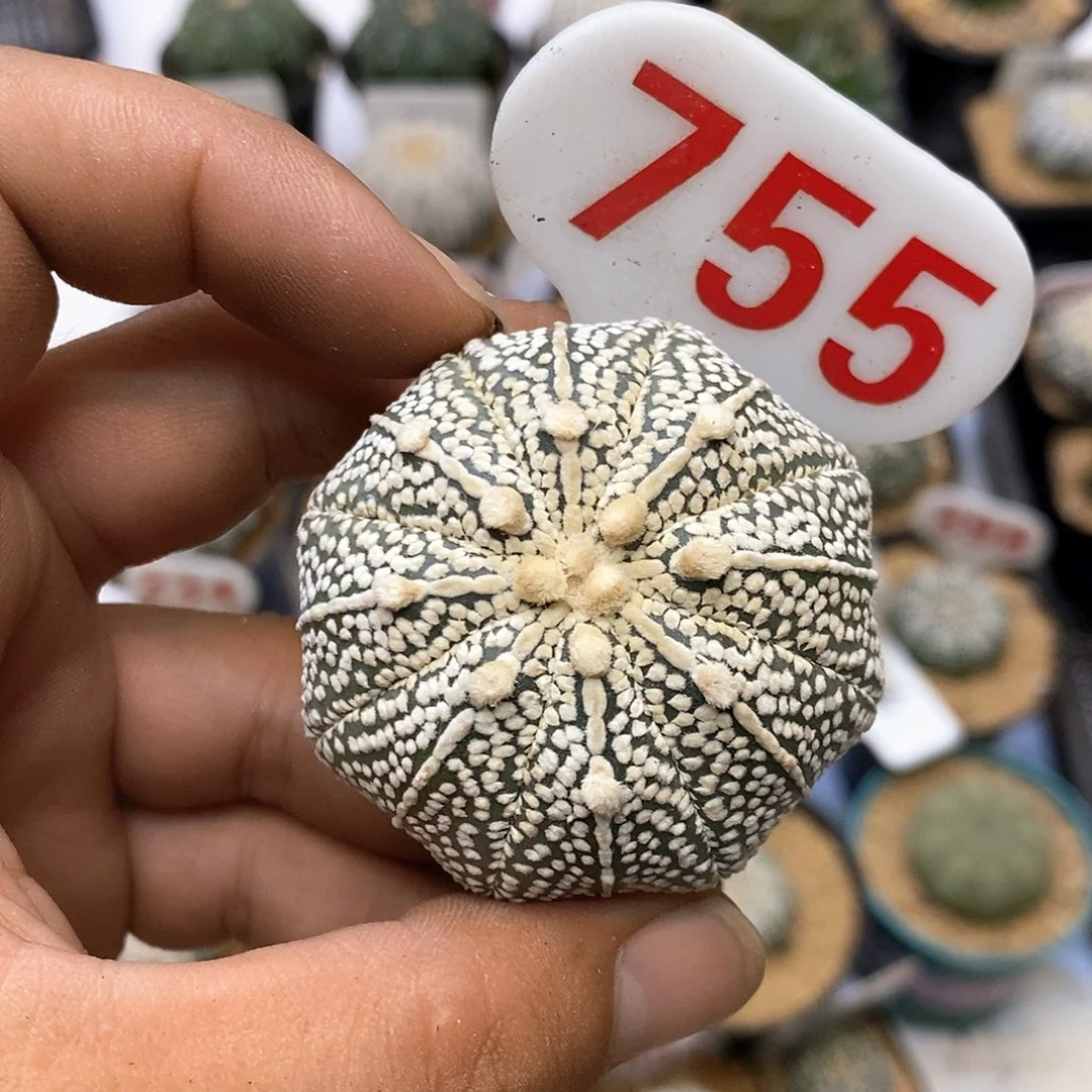 755奇迹福利特价咯哦