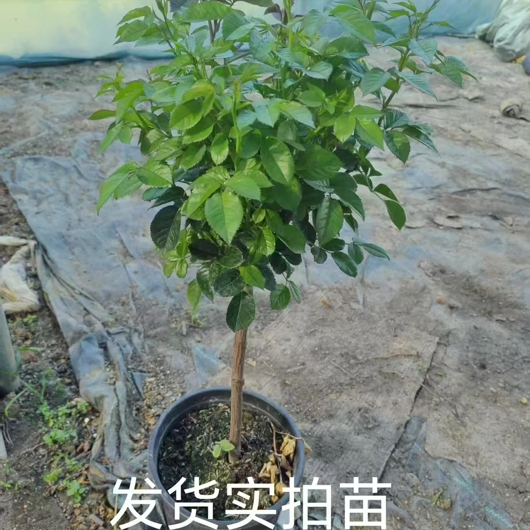 棒棒糖月季多季节重复开花