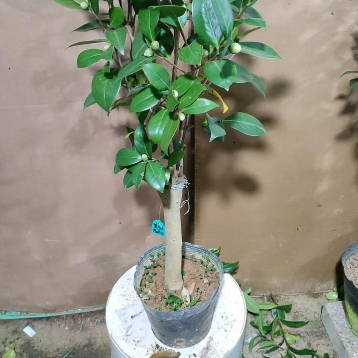 58喷沙塔莱娅，原盆原土发货，不包邮