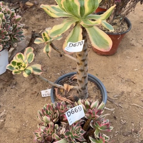 多肉植物艳姿锦粉水晶