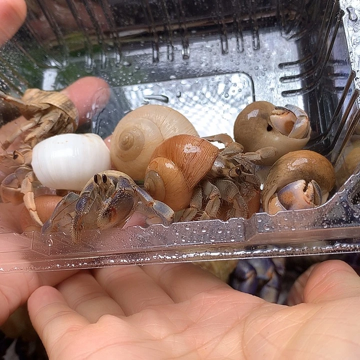5号9只寄居蟹豆豆