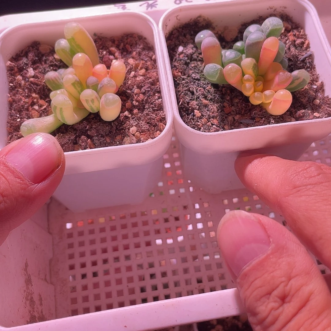 五十玲玉锦特价包邮